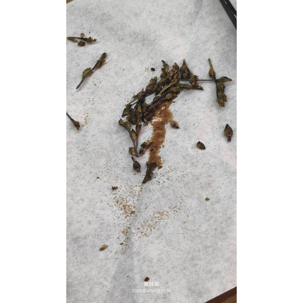 ［異蝕閣］狸藻 Utricularia 系列 種子15+~50粒+、食蟲植物-細節圖3