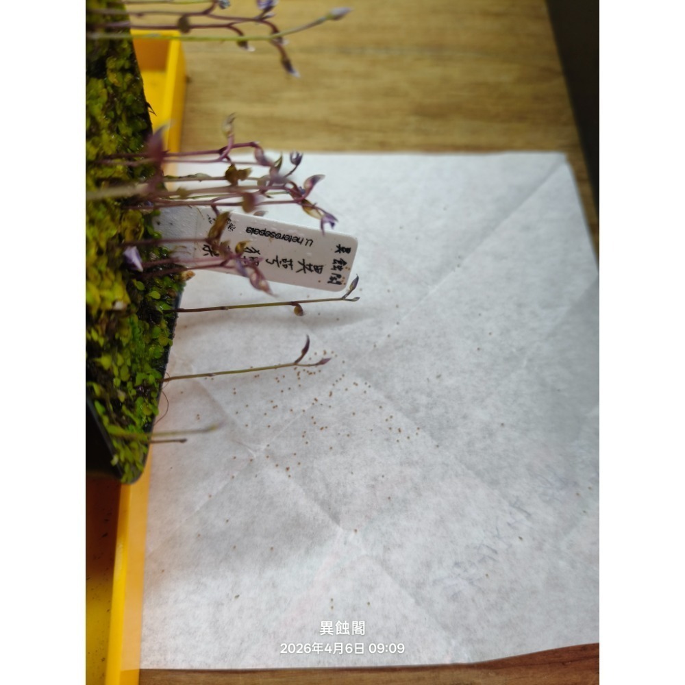 ［異蝕閣］狸藻 Utricularia 系列 種子15+~50粒+、食蟲植物-細節圖4
