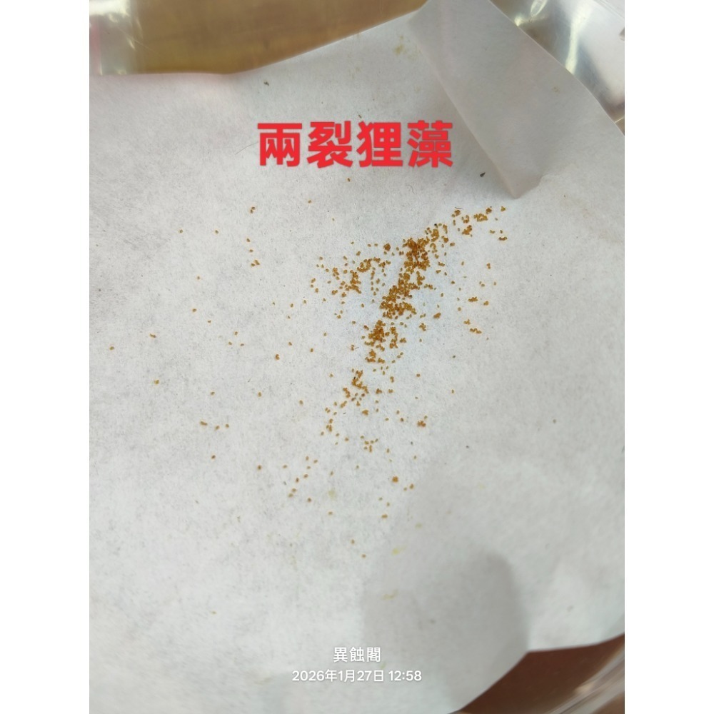 ［異蝕閣］狸藻 Utricularia 系列 種子15+~50粒+、食蟲植物-規格圖6