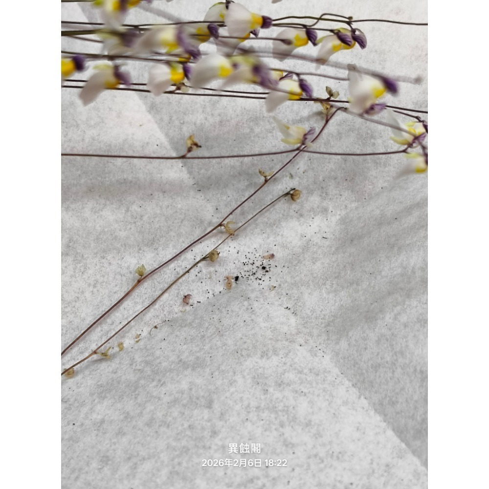 ［異蝕閣］狸藻 Utricularia 系列 種子15+~50粒+、食蟲植物-規格圖6