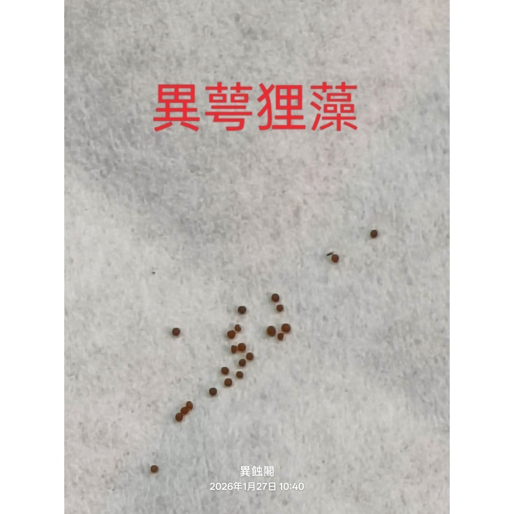 ［異蝕閣］狸藻 Utricularia 系列 種子15+~50粒+、食蟲植物-規格圖6