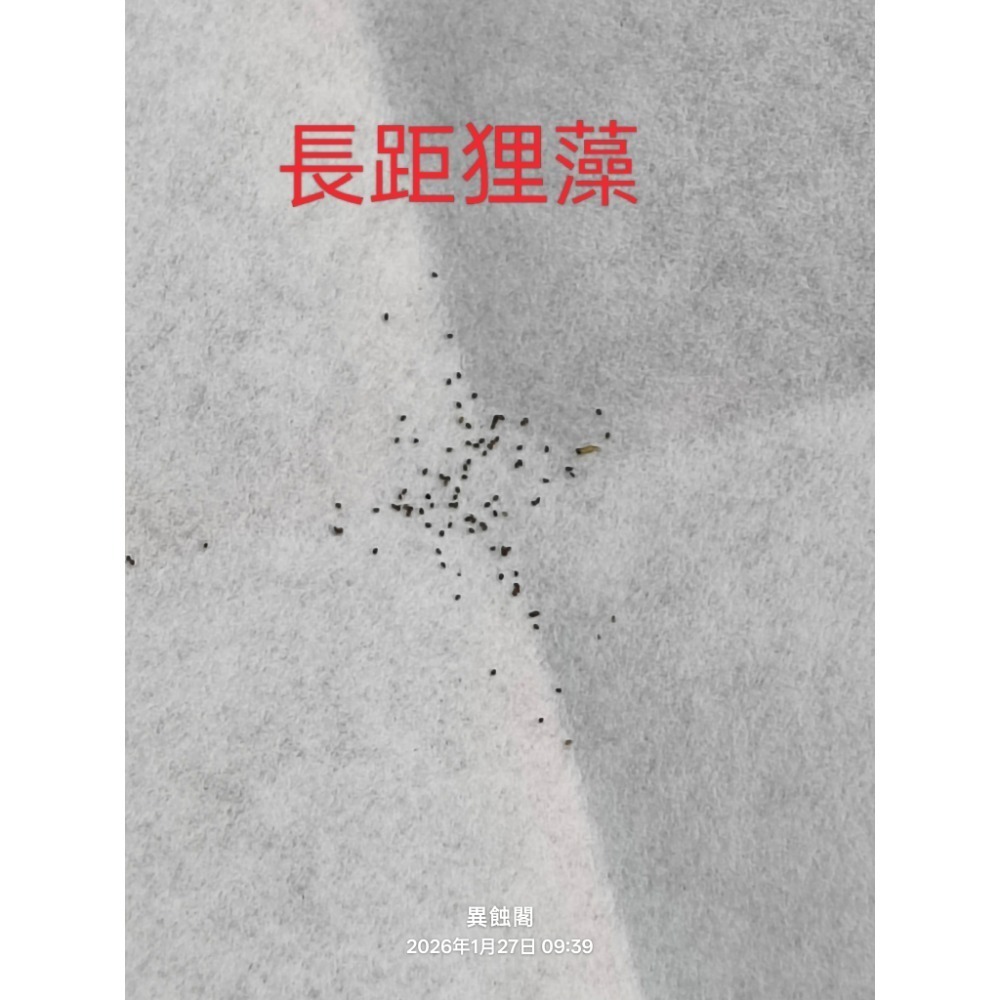 長距狸藻