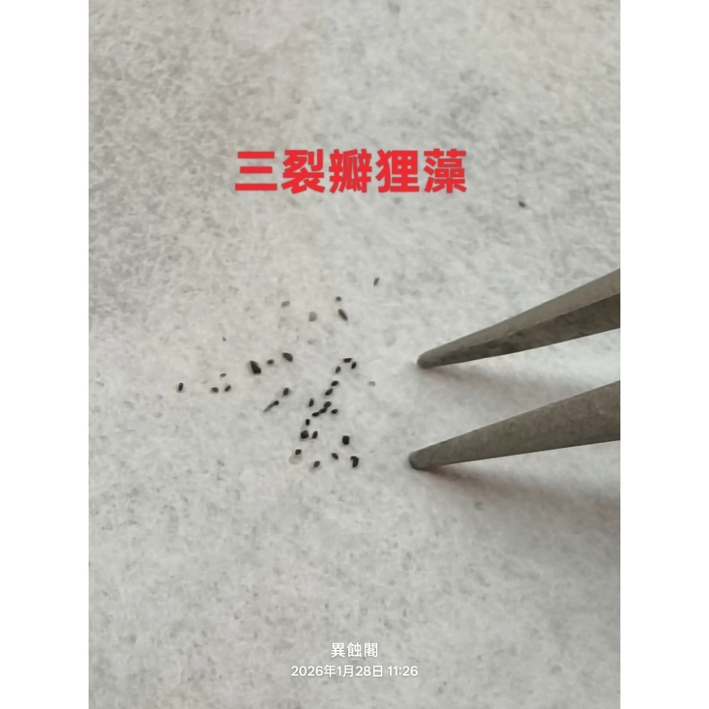三裂瓣狸藻