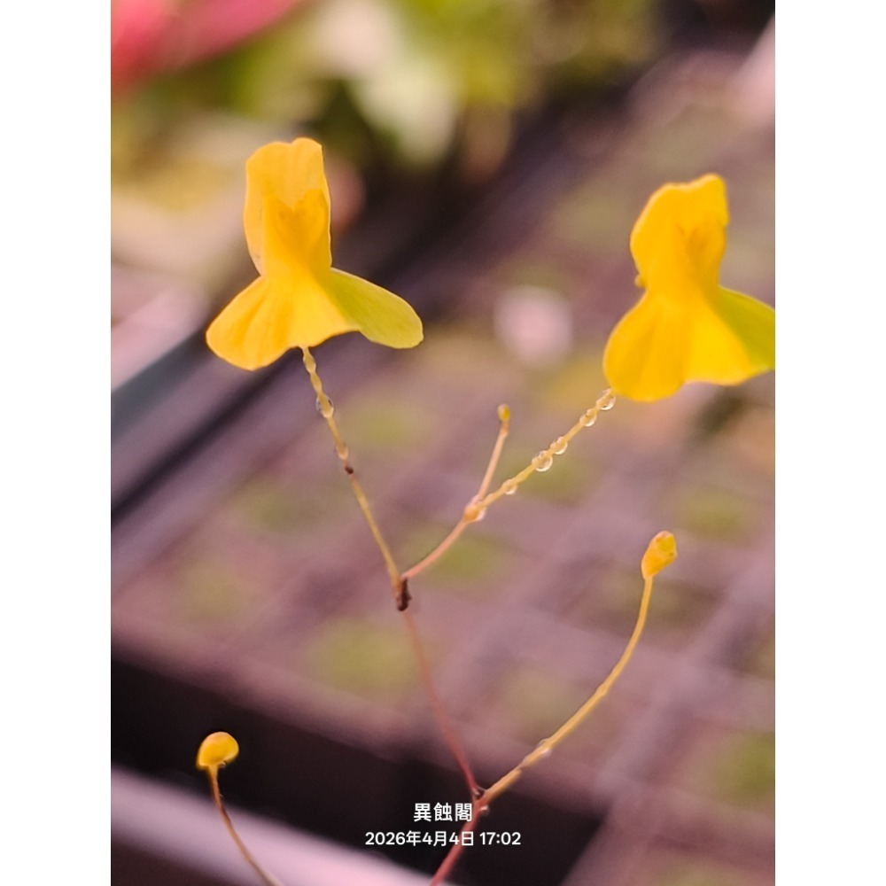 ［異蝕閣］軟葉狸藻（學名： Utricularia flaccida）、狸藻、食蟲植物-細節圖2