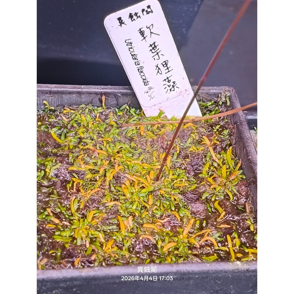 ［異蝕閣］軟葉狸藻（學名： Utricularia flaccida）、狸藻、食蟲植物-細節圖3