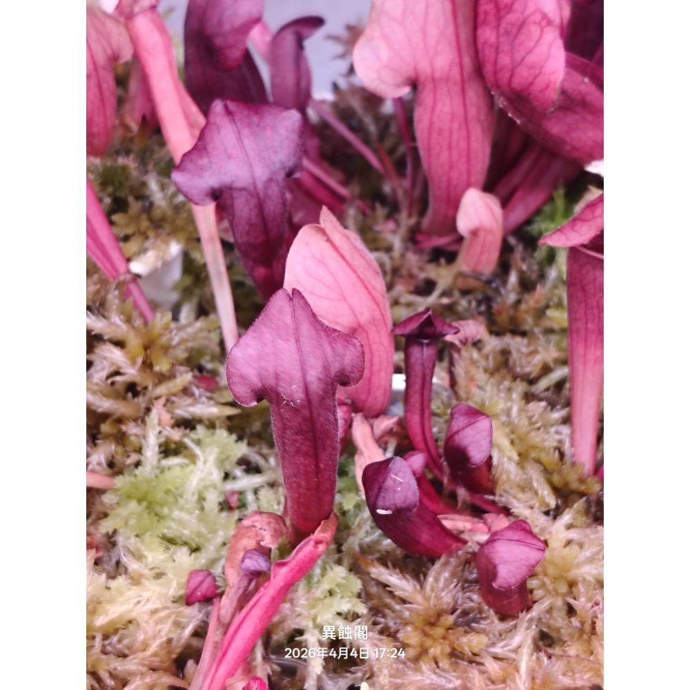 ［異蝕閣］查爾遜瓶子草 Sarracenia x chelsonii、食蟲植物-細節圖2