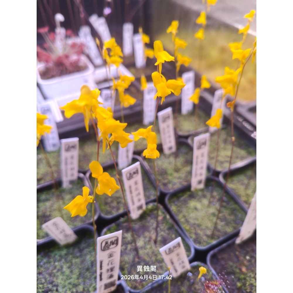 ［異蝕閣］金花狸藻 U.chrysantha Bcp、狸藻、食蟲植物-細節圖2