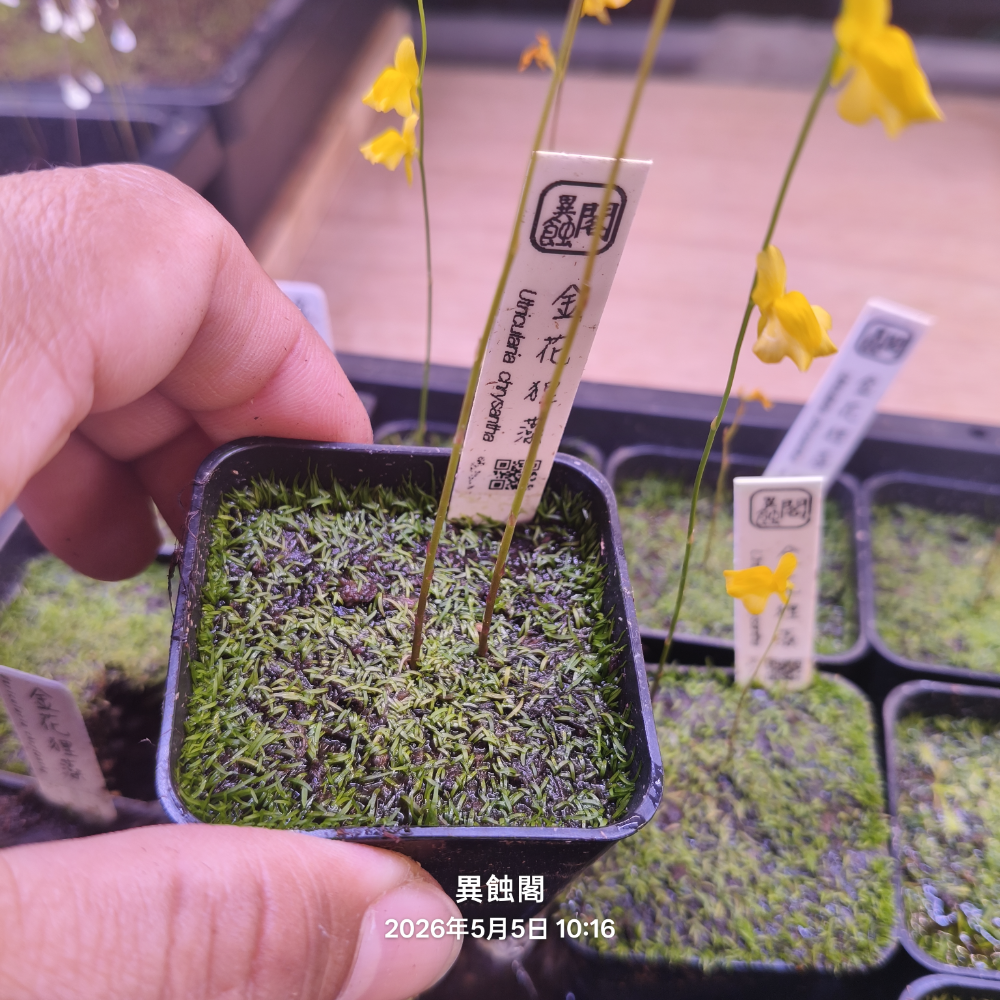 2吋穩盆（滿盆）