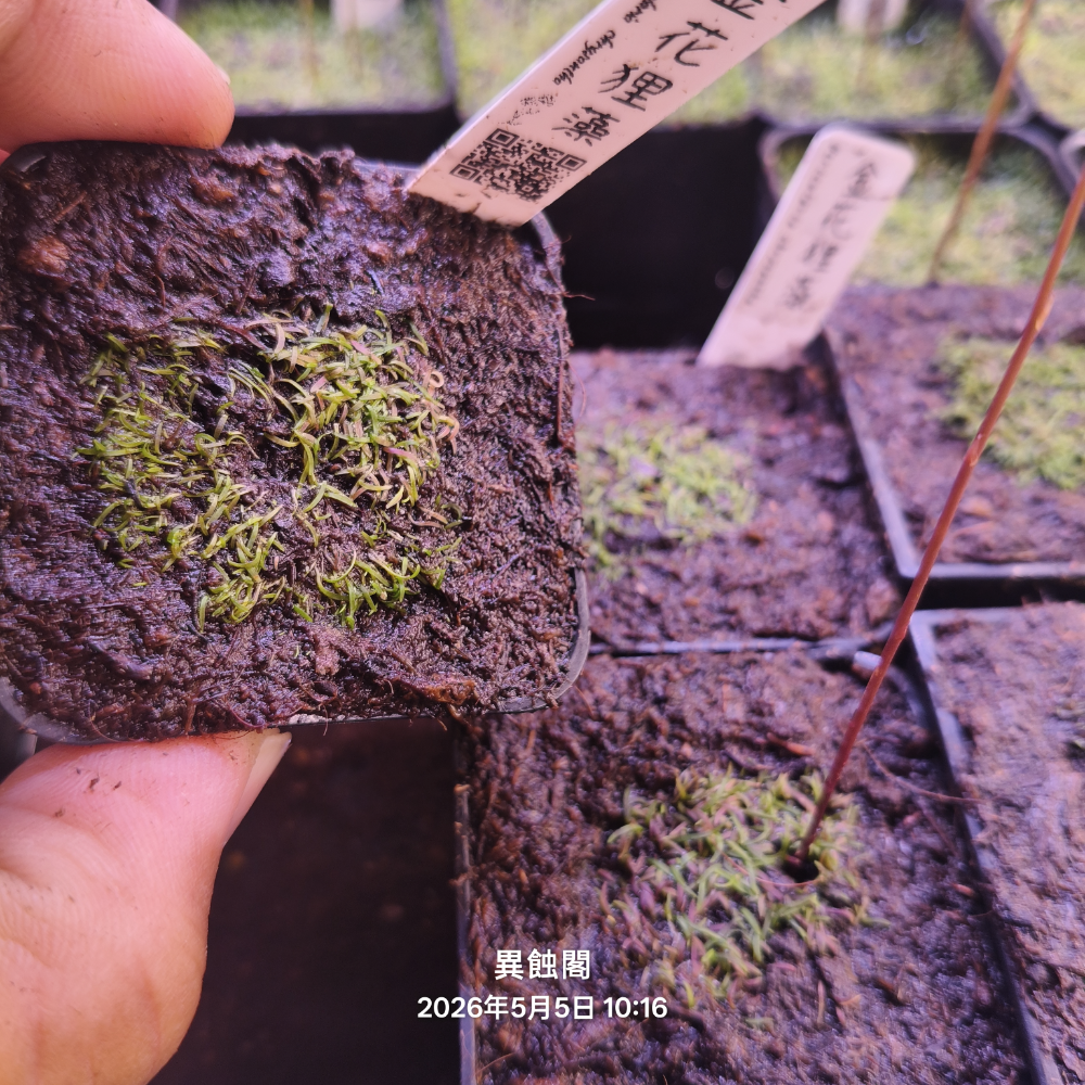 ［異蝕閣］金花狸藻 U.chrysantha Bcp、狸藻、食蟲植物-規格圖2