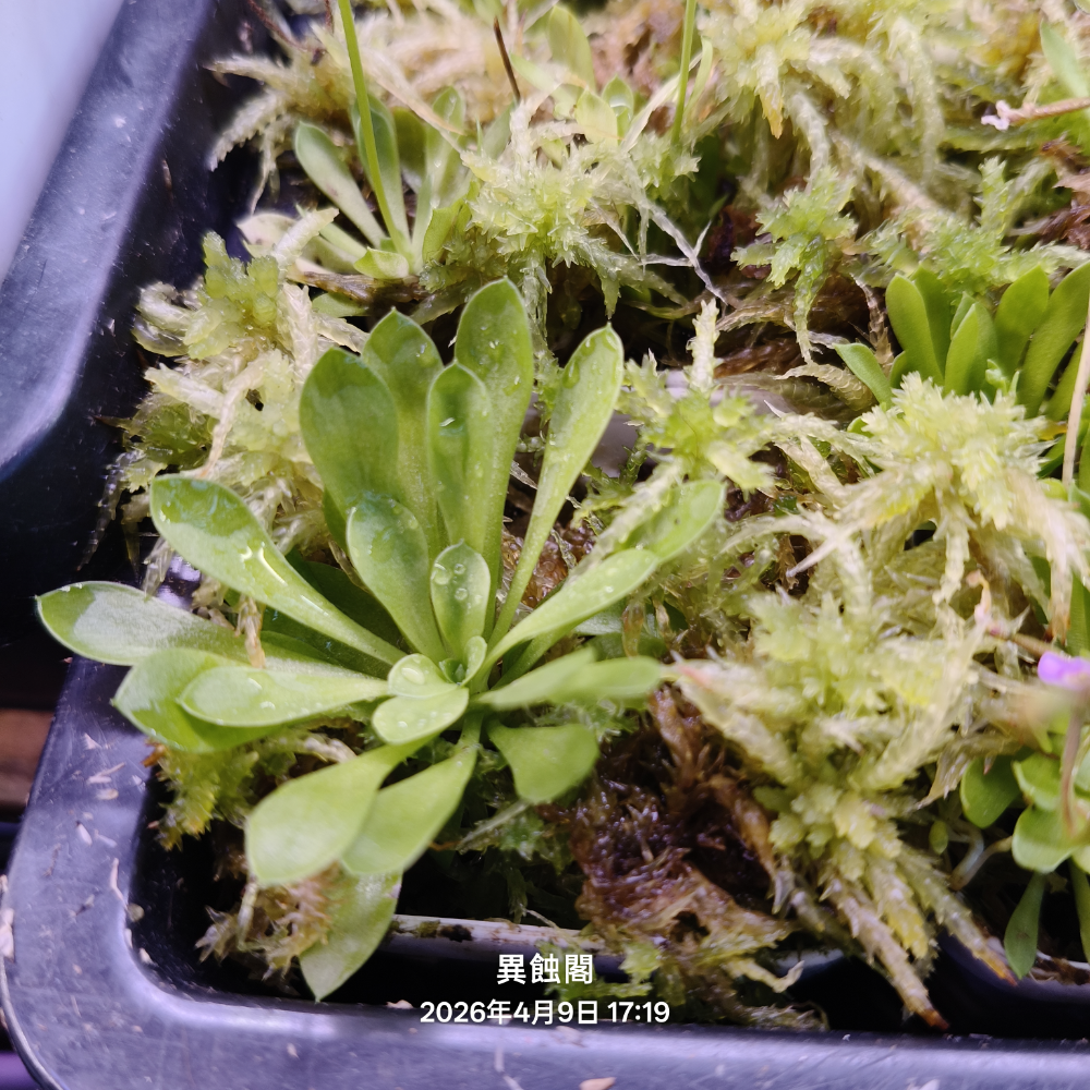 ［異蝕閣］丹波花柱草Stylidium debile、扳機草、蝕蟲植物-細節圖2