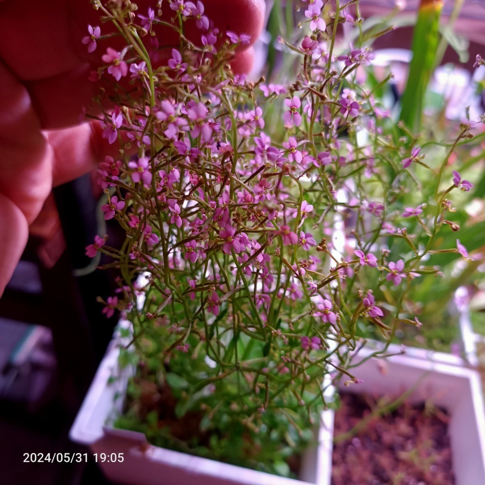 ［異蝕閣］丹波花柱草Stylidium debile、扳機草、蝕蟲植物-細節圖3
