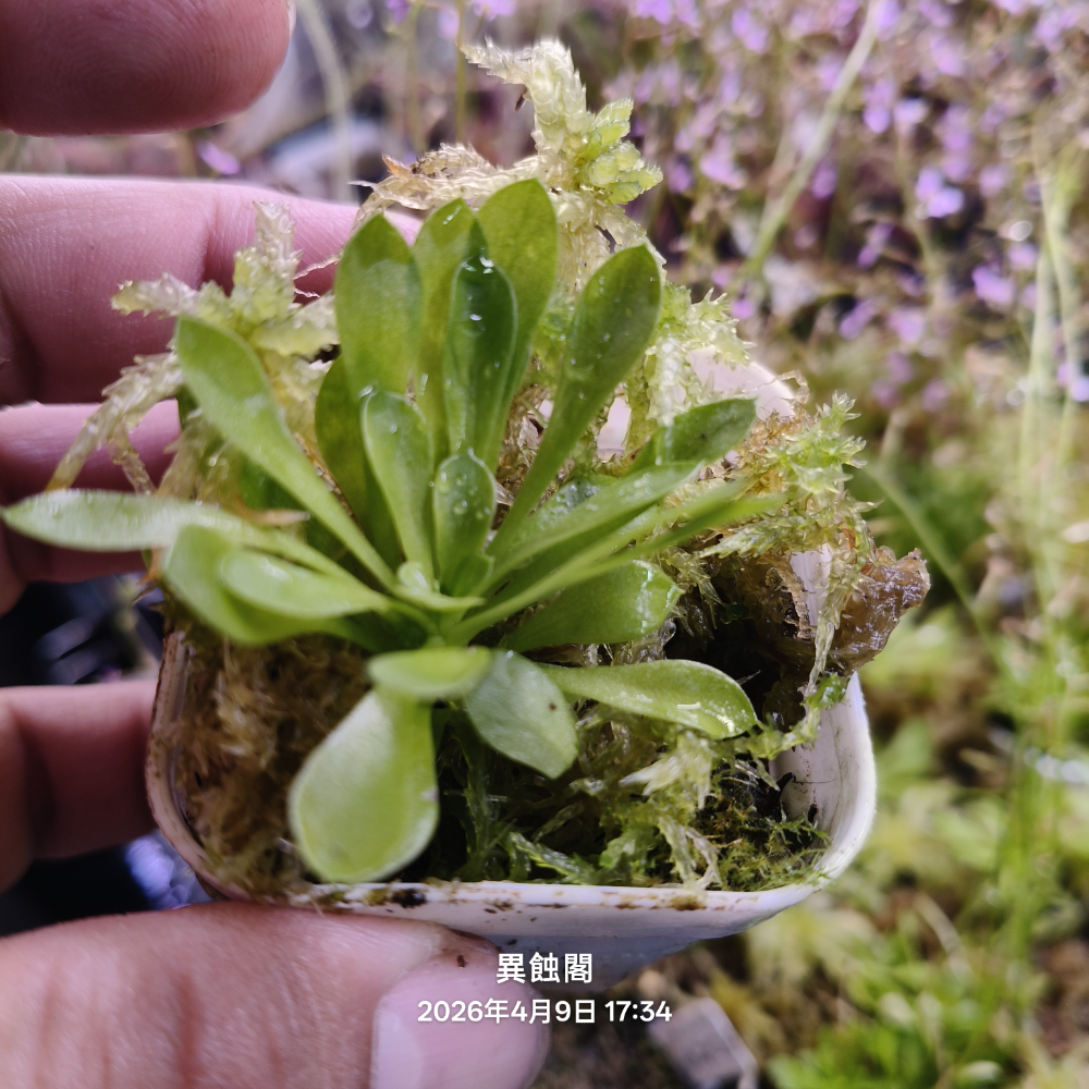 ［異蝕閣］丹波花柱草Stylidium debile、扳機草、蝕蟲植物-規格圖3