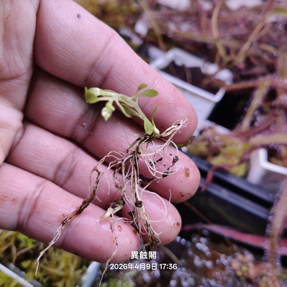 走莖1條