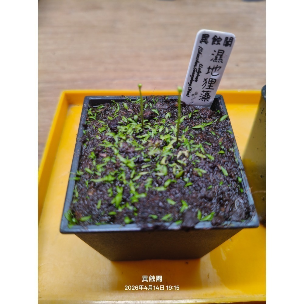 ［異蝕閣］濕地狸藻 （學名：U.uliginosa ）、狸藻、食蟲植物-細節圖2