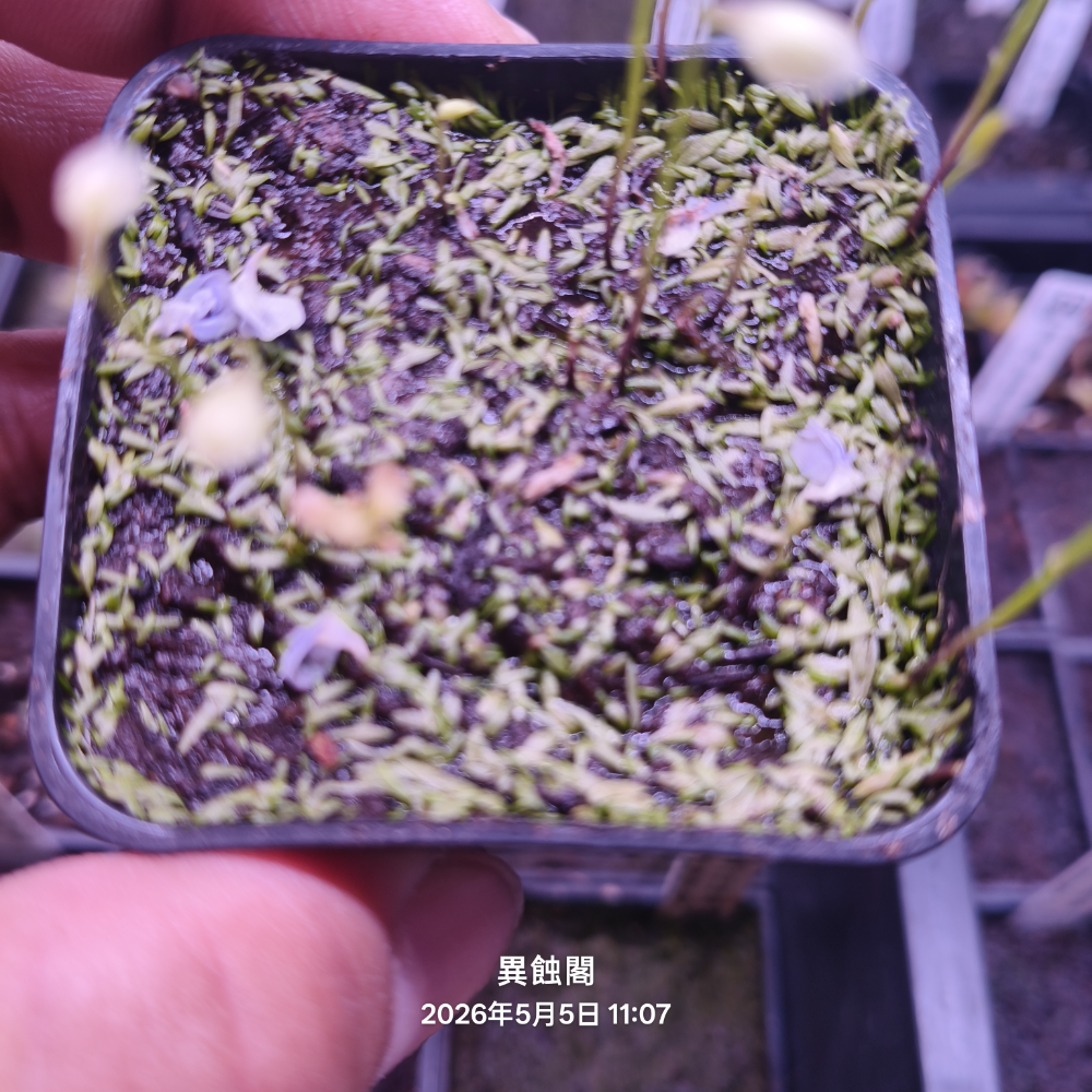［異蝕閣］濕地狸藻 （學名：U.uliginosa ）、狸藻、食蟲植物-規格圖2