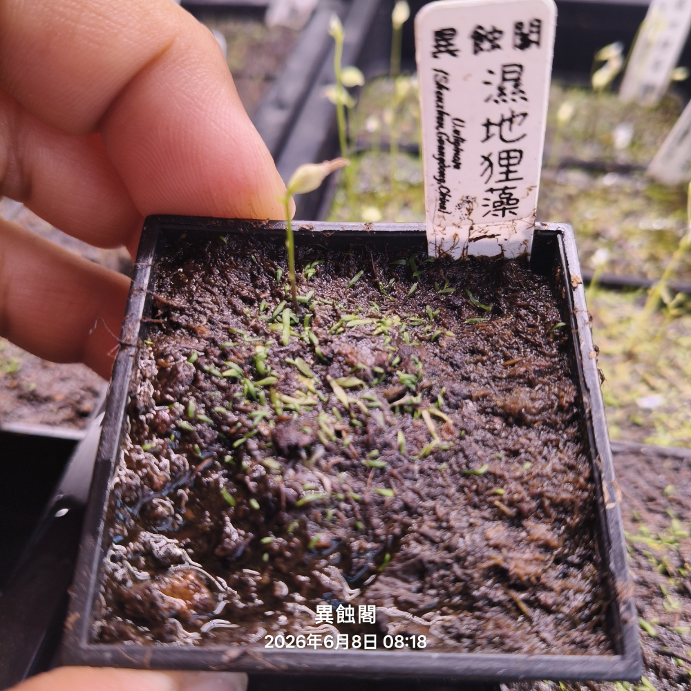 ［異蝕閣］濕地狸藻 （學名：U.uliginosa ）、狸藻、食蟲植物-規格圖2
