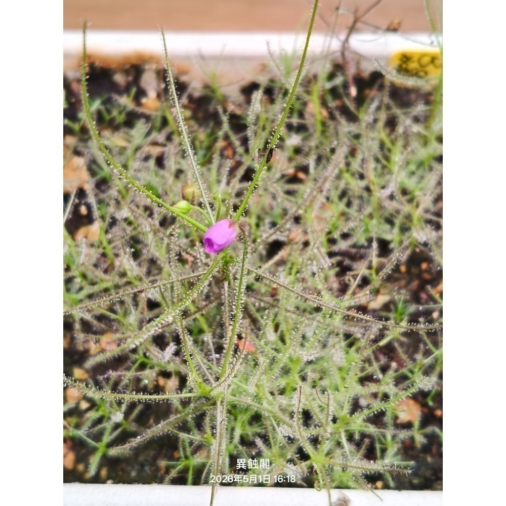 ［異蝕閣］水彩虹草（學名： Byblis aquatica）、水腺毛草、種子、彩虹草、食蟲植物-細節圖2