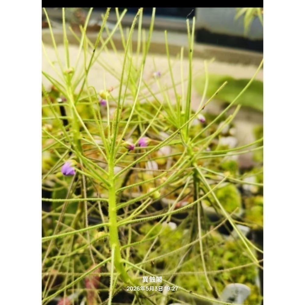［異蝕閣］水彩虹草（學名： Byblis aquatica）、水腺毛草、種子、彩虹草、食蟲植物-細節圖3