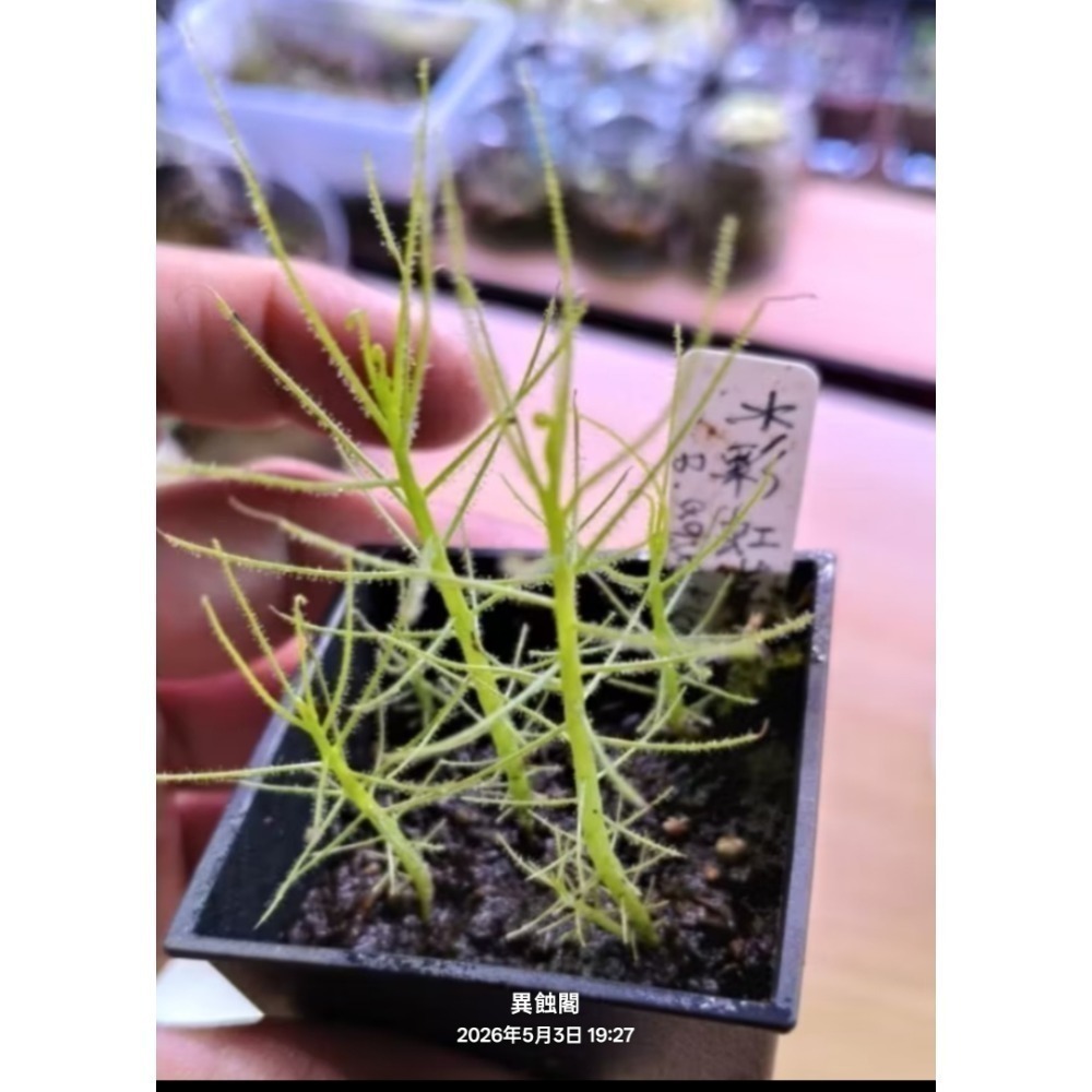 ［異蝕閣］水彩虹草（學名： Byblis aquatica）、水腺毛草、種子、彩虹草、食蟲植物-細節圖4
