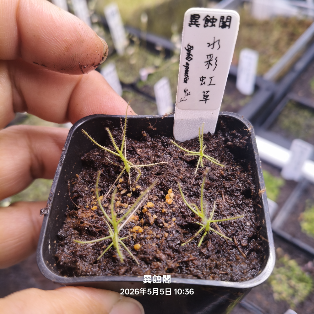［異蝕閣］水彩虹草（學名： Byblis aquatica）、水腺毛草、種子、彩虹草、食蟲植物-規格圖4