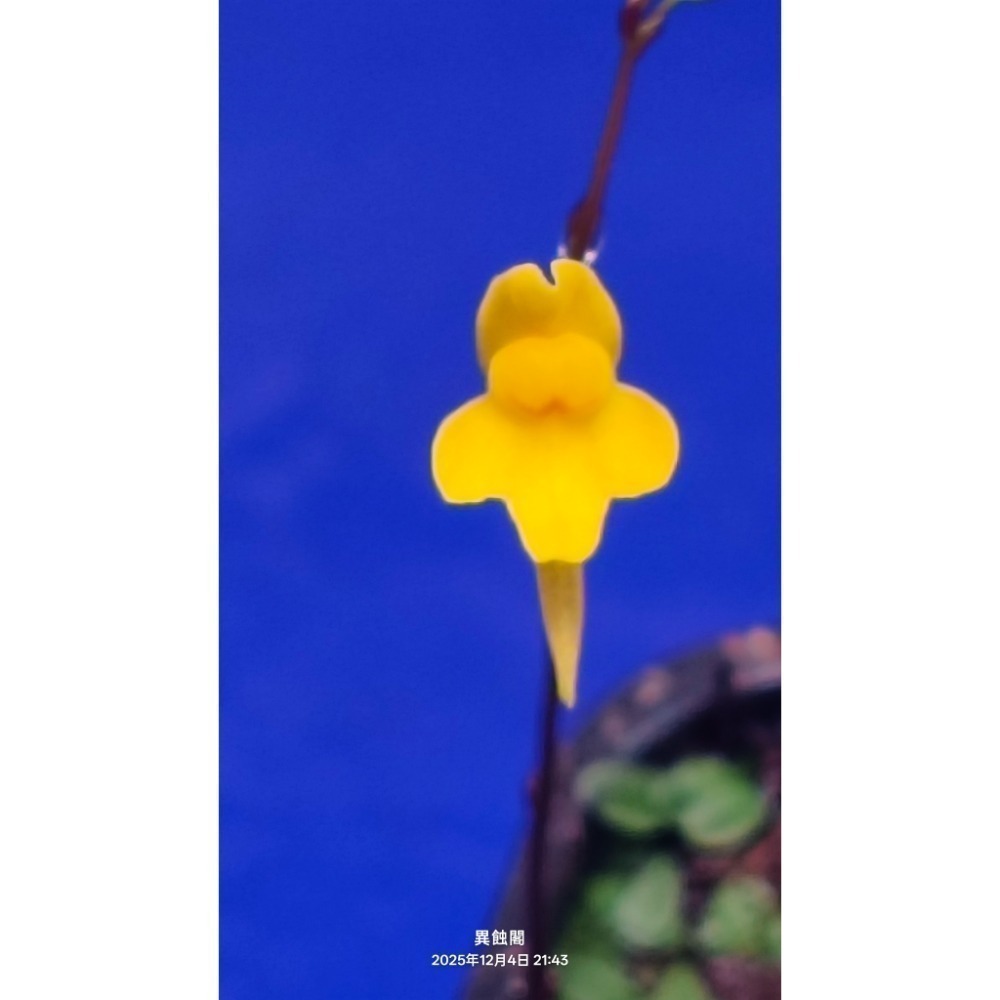［異蝕閣］微小狸藻（Utricularia pusilla）、狸藻、食蟲植物、微景觀植物-細節圖2