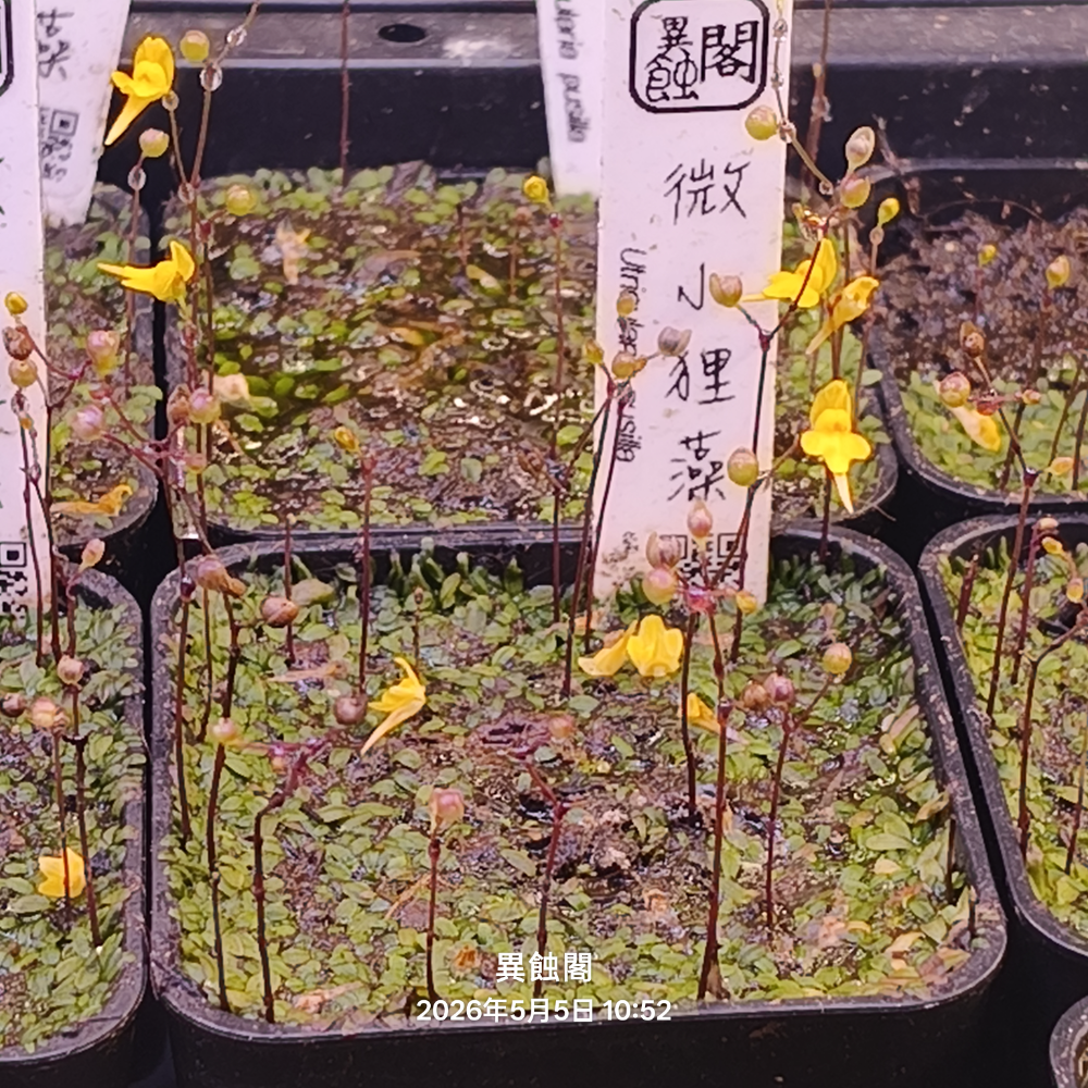 2吋穩盆