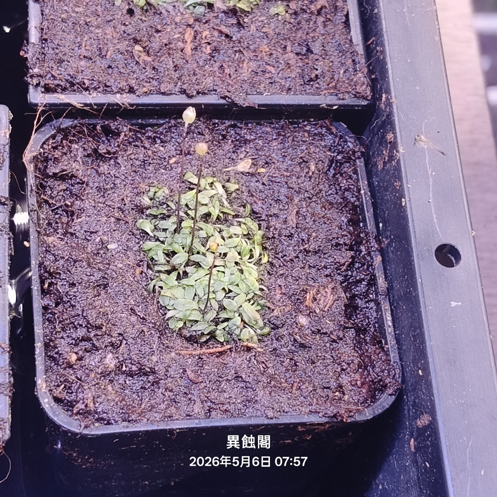 2×2公分裁切塊（有盆）