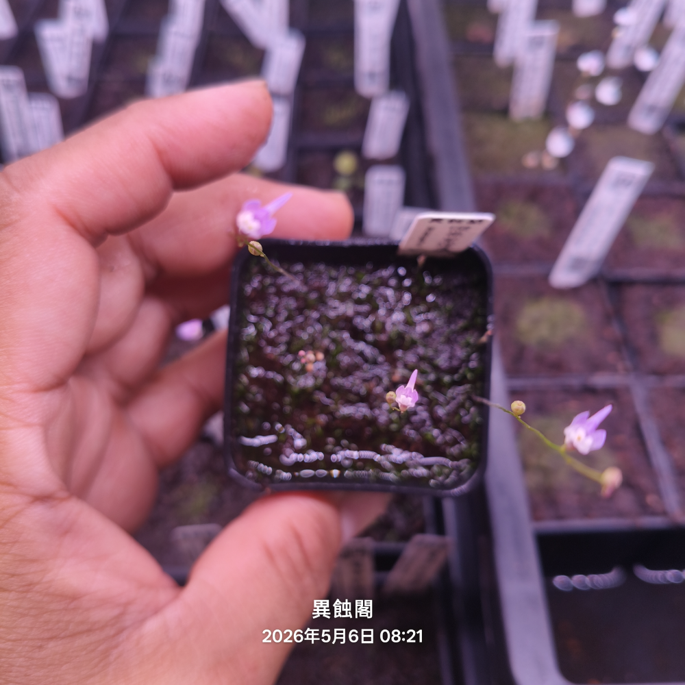 ［異蝕閣］傑弗里狸藻（學名：Utricularia geoffrayi）、狸藻、食蟲植物、微景觀生態甁-細節圖2