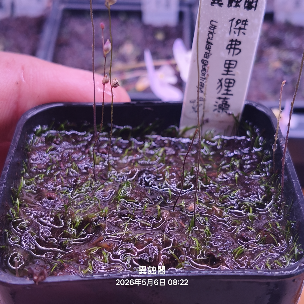 ［異蝕閣］傑弗里狸藻（學名：Utricularia geoffrayi）、狸藻、食蟲植物、微景觀生態甁-細節圖3