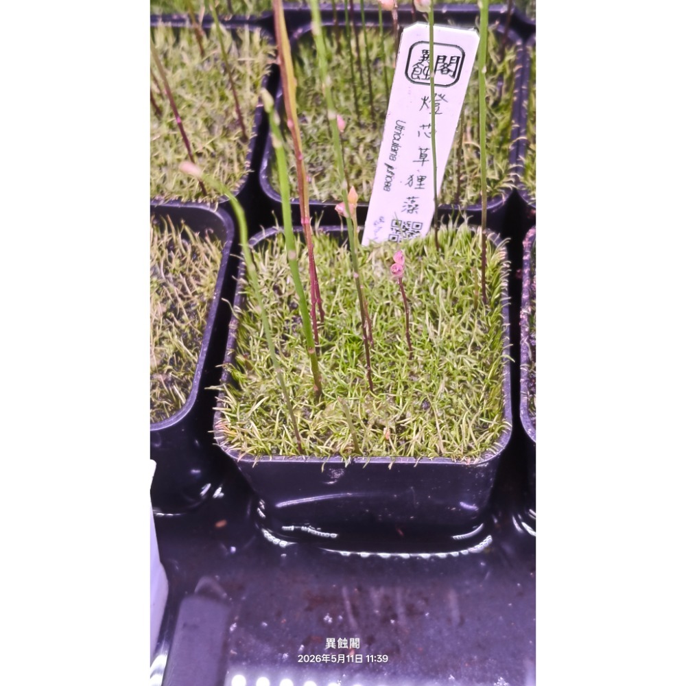 ［異蝕閣］燈芯草狸藻（學名：Utricularia juncea）、狸藻、食蟲植物-細節圖2