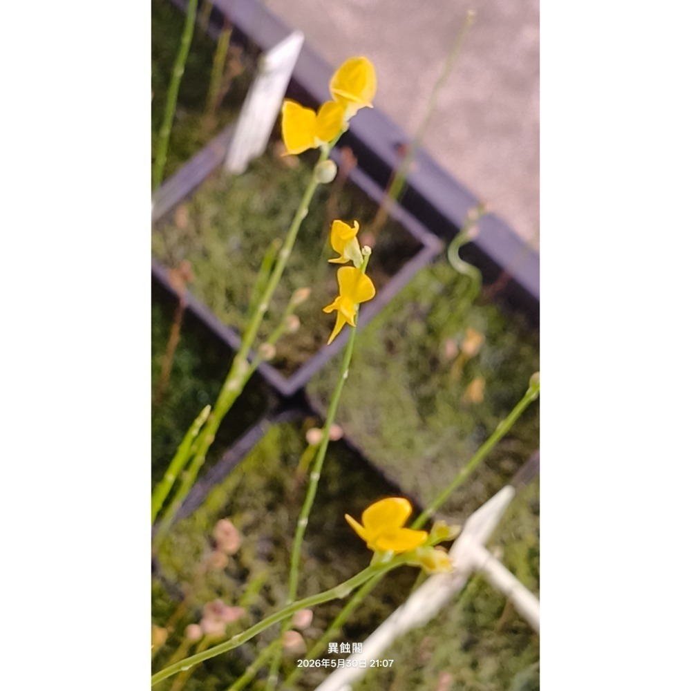 ［異蝕閣］燈芯草狸藻（學名：Utricularia juncea）、狸藻、食蟲植物-細節圖2
