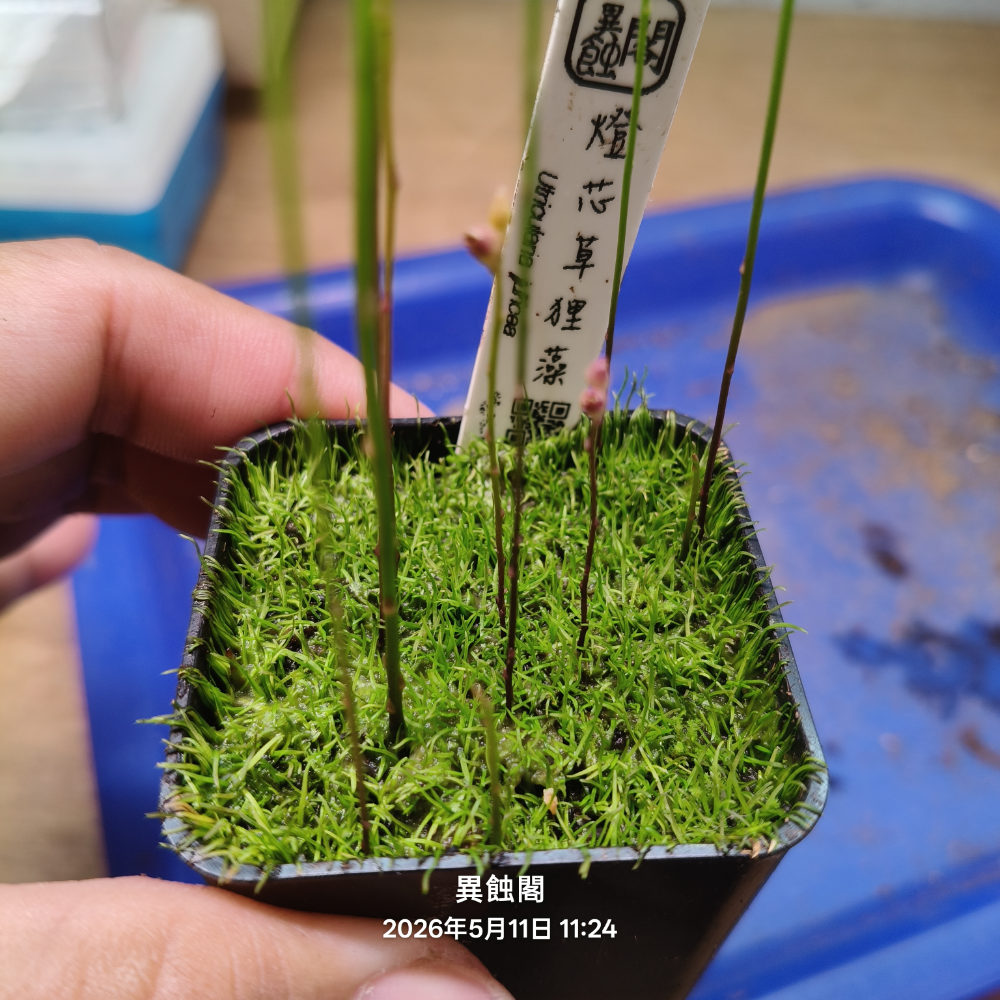 ［異蝕閣］燈芯草狸藻（學名：Utricularia juncea）、狸藻、食蟲植物-規格圖2