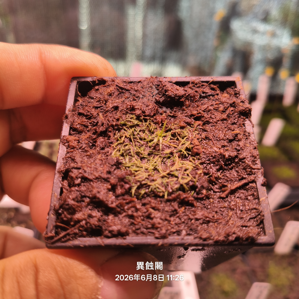 2×2公分裁切塊（有盆）