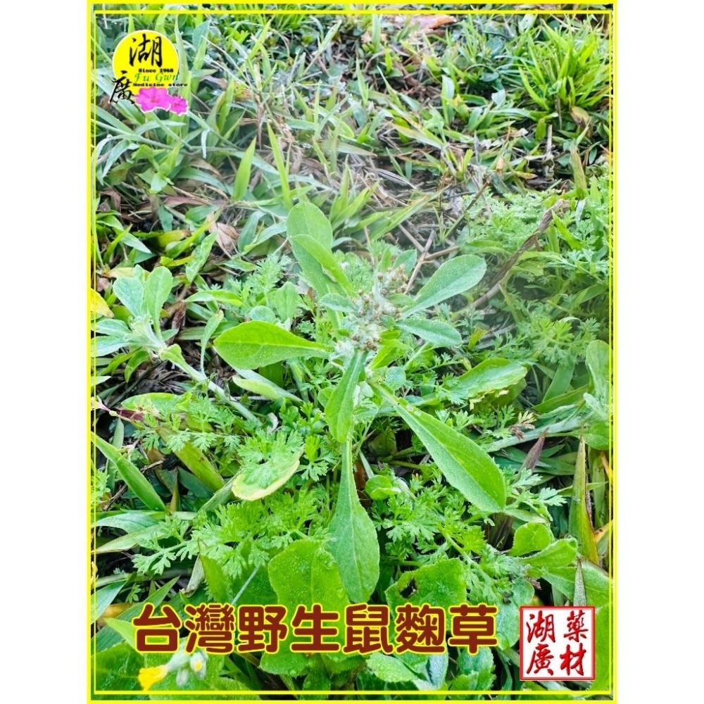 鼠麴草 細葉鼠麴草 最香甘甜鼠麴草 製作草仔粿原料 粉 與 乾 ,啟陞食品,台北市迪化街一段74號-細節圖2