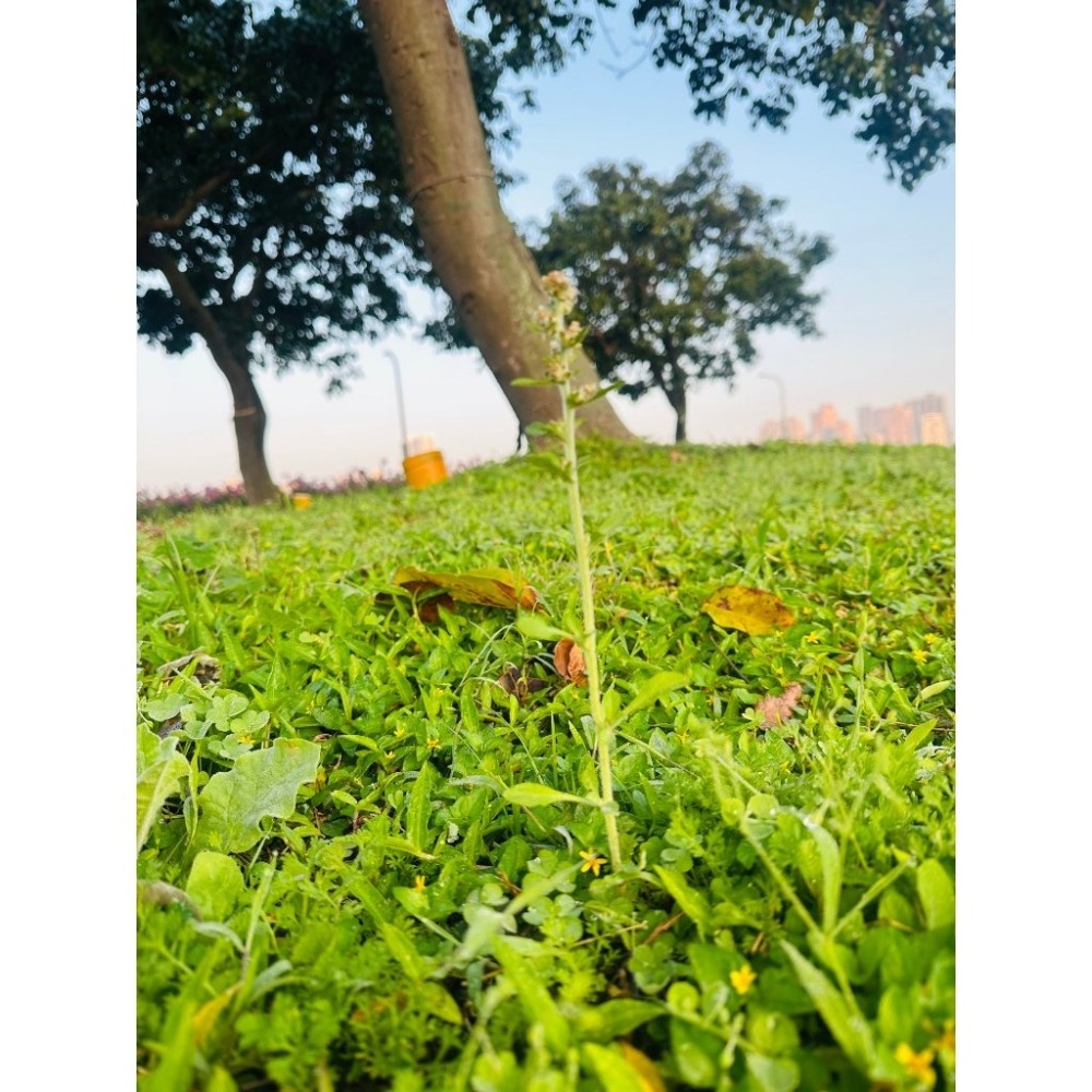 鼠麴草 細葉鼠麴草 最香甘甜鼠麴草 製作草仔粿原料 粉 與 乾 ,啟陞食品,台北市迪化街一段74號-細節圖8