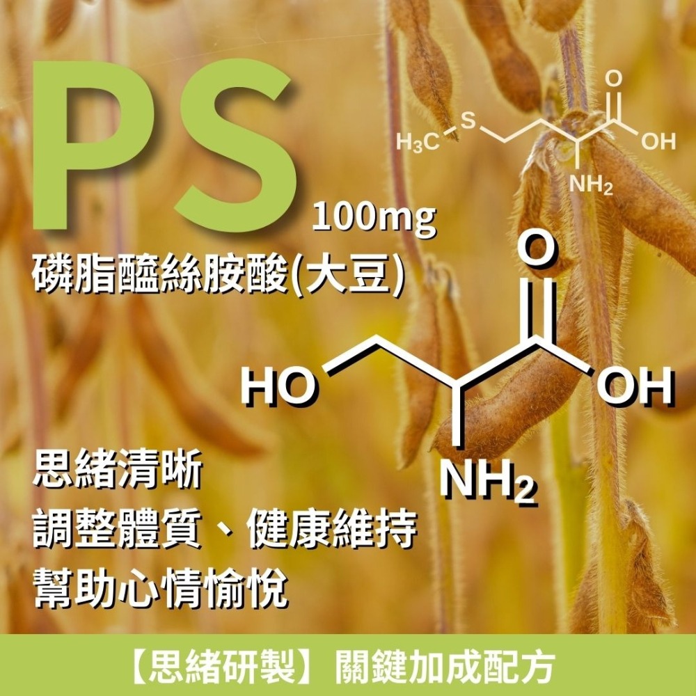 紐森樹 銀杏果+PS 60粒/瓶 磷脂醯絲胺酸 西伯利亞人参 植物固醇 西洋參 鈣 美國進口保健食品-細節圖3