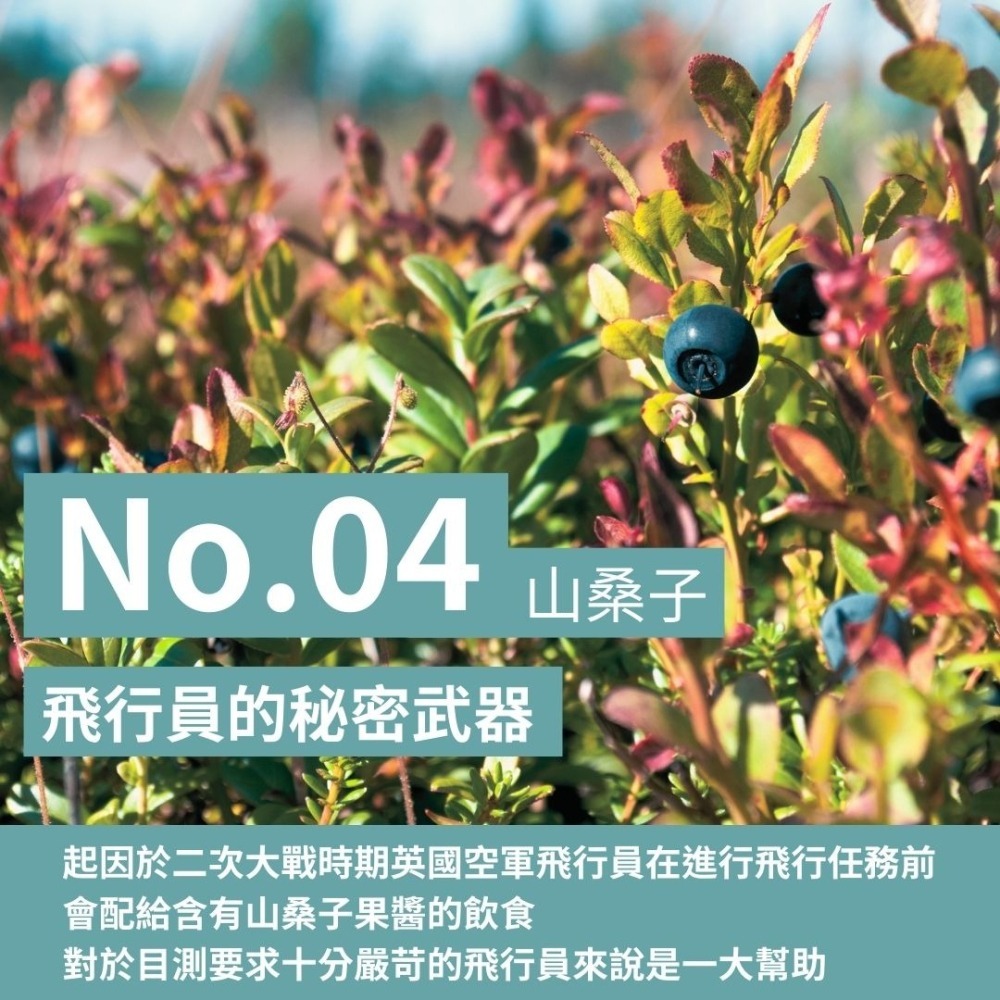 紐森樹 山桑子 60粒/瓶 葉黃素 小米草 金盞花 葡萄籽 維他命B2 植物固醇 美國進口保健食品-細節圖2