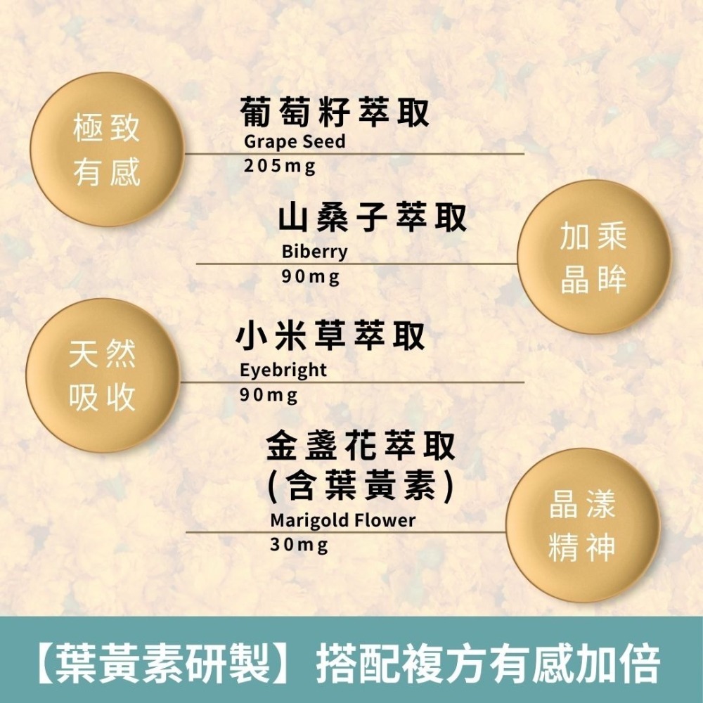 紐森樹 山桑子 60粒/瓶 葉黃素 小米草 金盞花 葡萄籽 維他命B2 植物固醇 美國進口保健食品-細節圖3