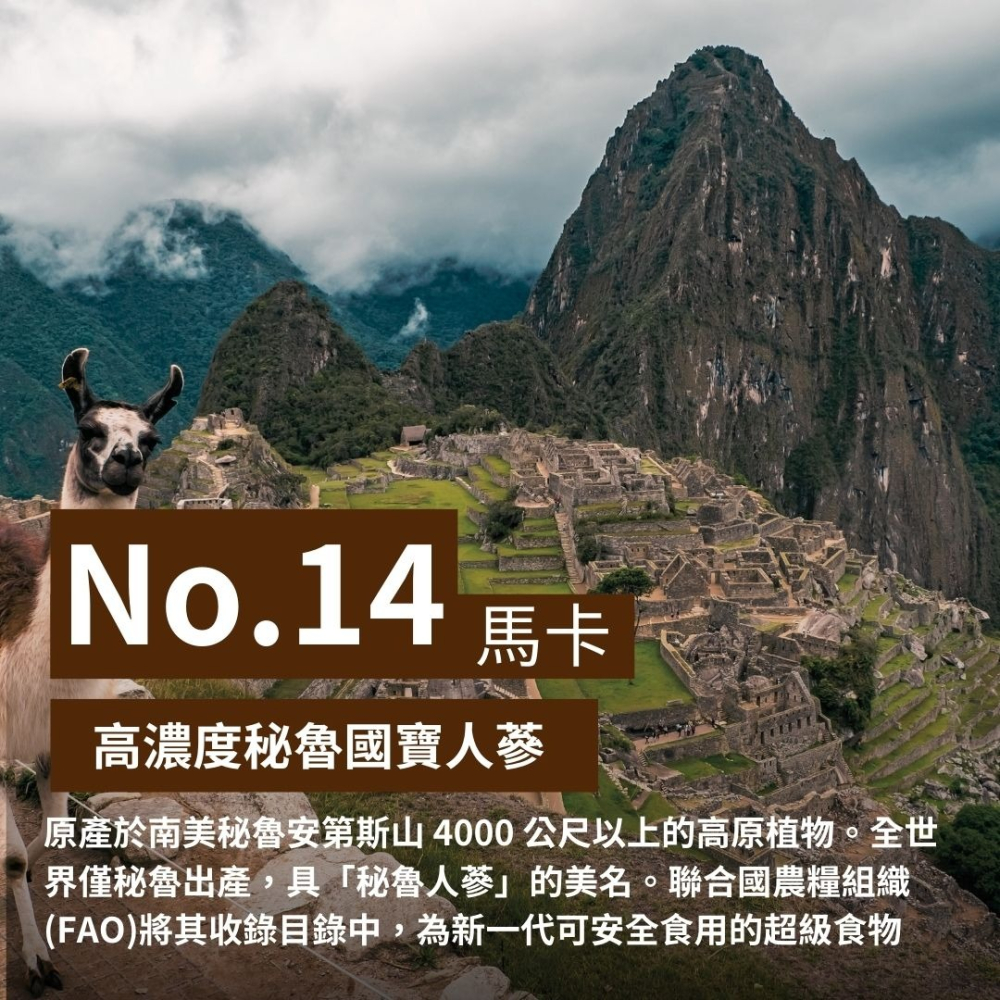 紐森樹 馬卡 60粒/瓶 瓜拿納 透納樹葉萃取 人蔘 靈芝子實體 西伯利亞人參 美國進口保健食品-細節圖2