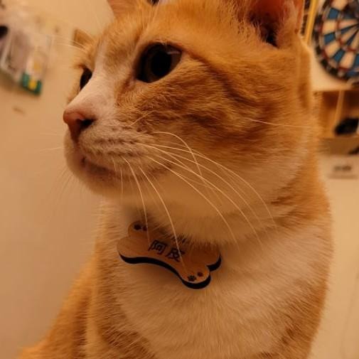 刻字寵物名牌 /防走失/木質(雙面雕刻)-細節圖2