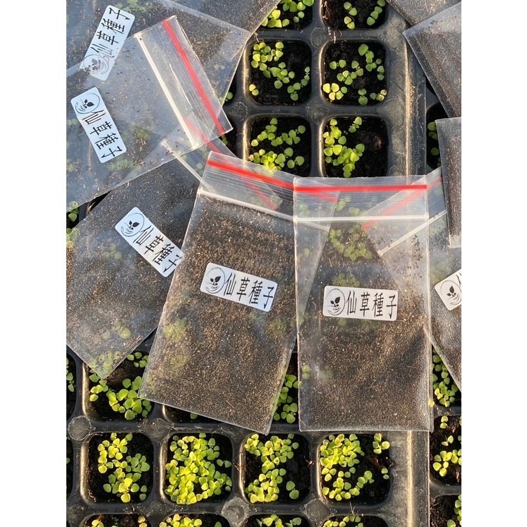 阿嬤ㄟ仙草園-『紅骨仙草種子』-細節圖2