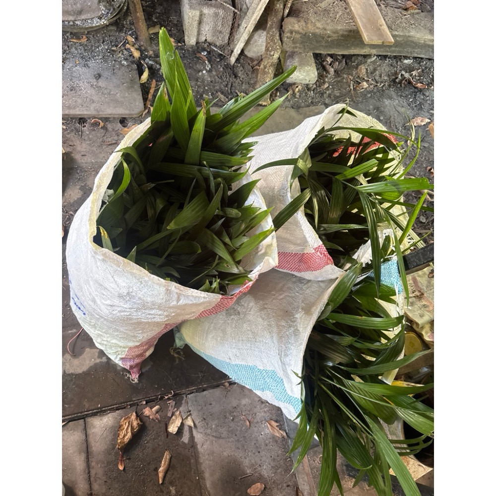 檳榔苗 檳榔樹新鮮的，白肉，檳榔株10-45公分，聊聊有多送！造景用，裸株一株18元可大量，檳榔自己種！批發，小品植栽！-細節圖2