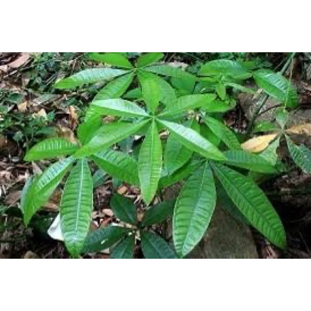 馬拉巴栗 發財樹 10-45公分裸株，土培植物，水耕植物，水培植物！樹苗 招財樹，咖啡！發財樹！ 植株健康！-細節圖2
