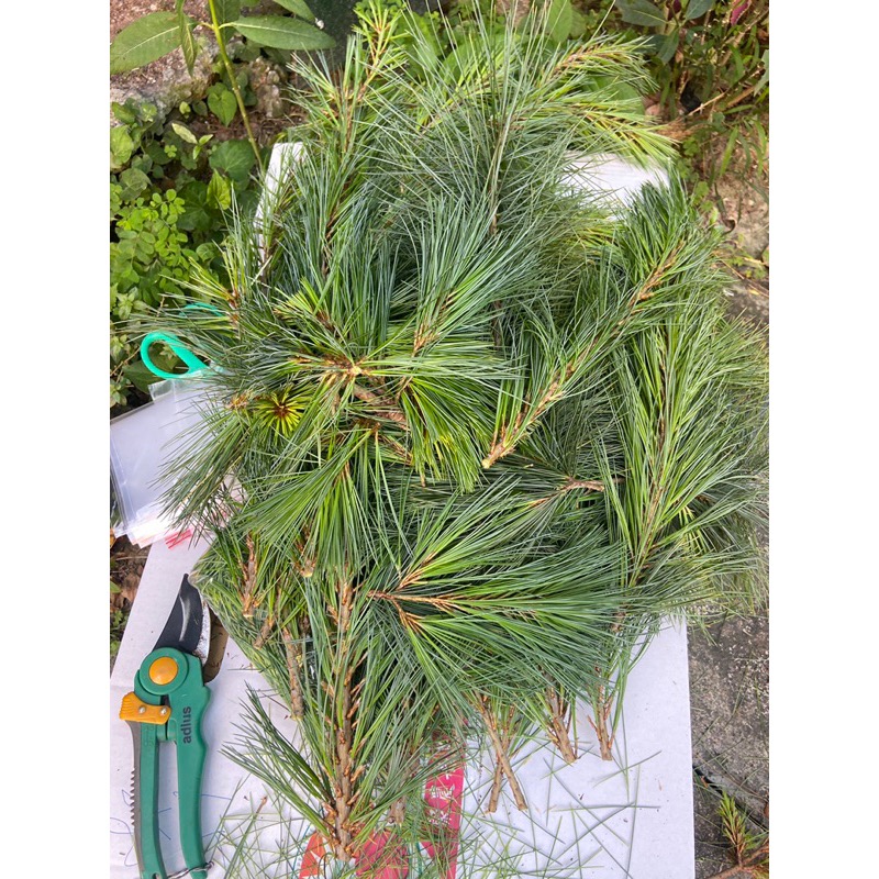 五葉松，最新鮮，下單，20年以上 五葉松針 也可以做插花作品！客製化！茶，擺設，裝飾，市場唯一 價格最低溫-細節圖2