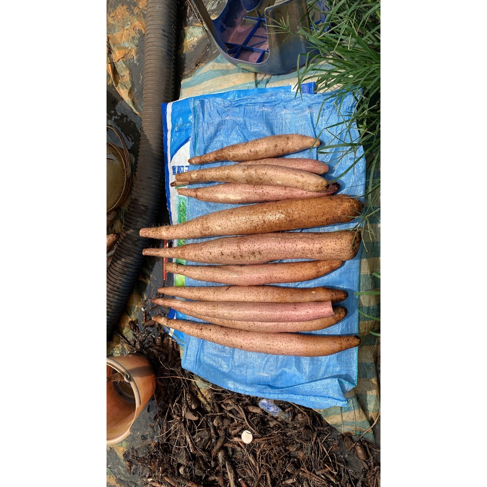 現貨芳苑人蔘山藥大和人蔘山藥溫補首選300克十包免運-細節圖7