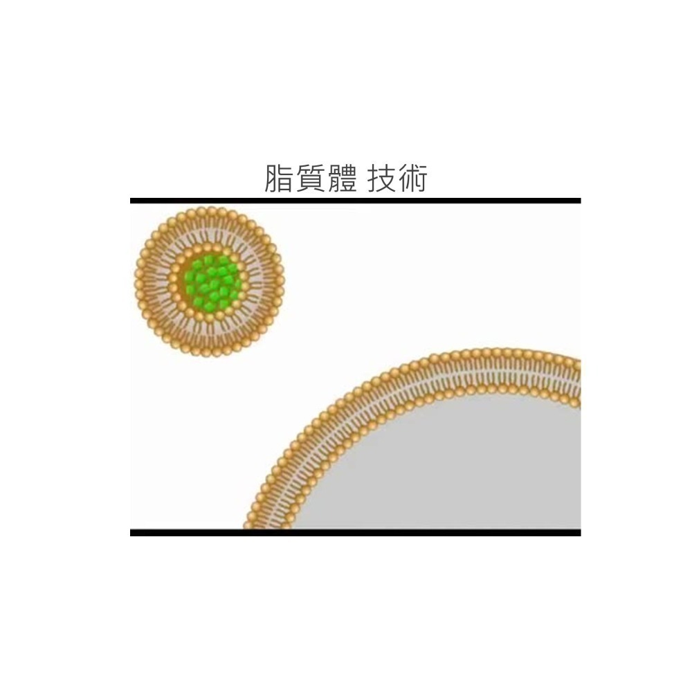 THREE食品 Eternel 白藜蘆醇 脂質體 PDR 穀胱甘肽 Q10 石榴 自由基 紫外線 養顏美容 健康防護-細節圖7