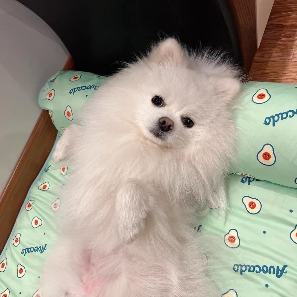 【多咪多】寵物冰絲窩 寵物冰墊 寵物涼墊 狗床 貓床 狗狗涼墊 貓咪涼墊 降溫  寵物床 寵物墊 夏天散熱 夏季-細節圖6