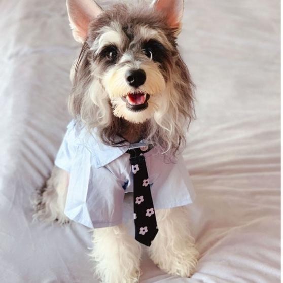 【多咪多】現貨 日系JK風 送領帶 制服風 寵物衣服 寵物服飾 狗衣服 貓衣服 寵物襯衫 寵物配件 寵物扮裝-細節圖5