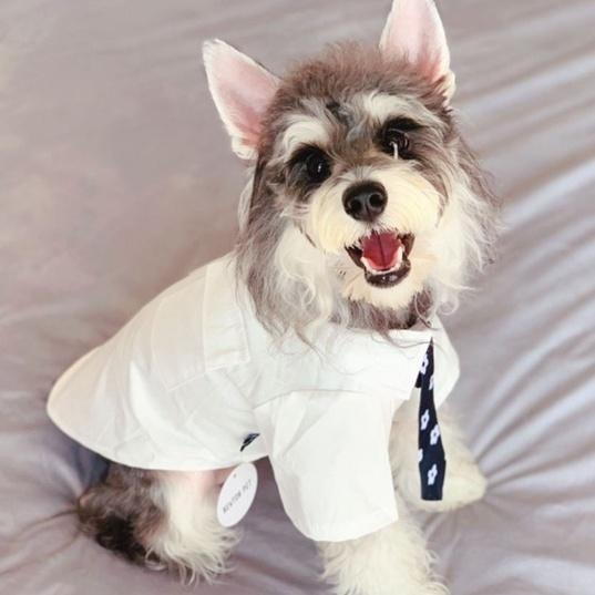 【多咪多】現貨 日系JK風 送領帶 制服風 寵物衣服 寵物服飾 狗衣服 貓衣服 寵物襯衫 寵物配件 寵物扮裝-細節圖6