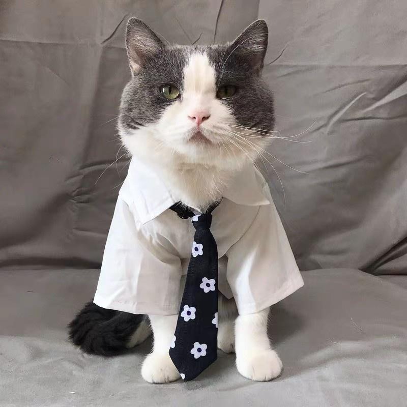 【多咪多】現貨 日系JK風 送領帶 制服風 寵物衣服 寵物服飾 狗衣服 貓衣服 寵物襯衫 寵物配件 寵物扮裝-細節圖7